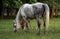 Grey dapple mare with foal