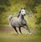 Grey dappled arabian horse runs free in autumn field