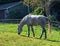 Grey dappled horse grazing on a grassy meadow at the farmland