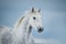 Grey dappled horse winter portrait