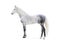 Grey dappled orlov trotter horse full stand portrait