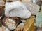 Grey and dark multicolored Agate, transparent quartz and Corallites, Natural treasure.