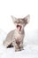 Grey devon rex kitten yawning