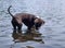 Grey dog looking in the water at his reflection