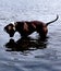 Grey dog looking in the water at his reflection 4