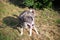 Grey dog pooping outdoor on dry grass