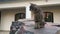 Grey domestic cat sits on a rock in courtyard