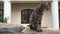 Grey domestic cat sits on a stone rock in courtyard