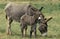 Grey Domestic Donkey, Female with Foal standing on Grass