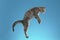 Grey domestic feline jumping against a blue background