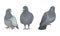 Grey Domestic Pigeon or Dove as Feathered Bird Vector Set