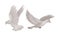 Grey Domestic Pigeon or Dove as Feathered Bird Vector Set