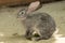 A grey domestic rabbit sits in a cage on the sand. Close up.