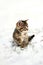 Grey Domestic Shorthair Tabby Cat Kitten Sitting the the Snow