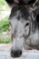 Grey donkey chews hay head