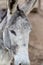 Grey donkey closeup in detail