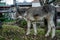 A grey donkey grazing in the countryside