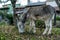 A grey donkey grazing in the countryside