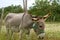 Grey donkey with halter in summer flowers with wooden fence