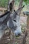 Grey donkey head in detail