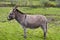 Grey donkey on meadow