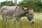 Grey donkey pasturing in summer flowers and grass, sunny countryside