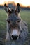 Grey Donkey Portrait
