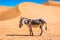Grey donkey standing in desert with sand dunes in background