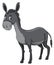 Grey donkey white background