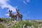 Grey donkeys. Bolivian countryside