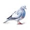 Grey dove isolated on white created with Generative AI