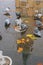 Grey doves near fountain, townhall reflection