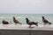 Grey doves resting on beach