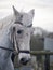 Grey dressage horse being ridden in a snaffle bridle