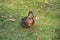 Grey duck on green grass with city Park