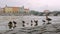 Grey duck and her ducklings are walking over stone quay in city in summer day