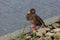 Grey duck Pacific black duck staying on a stone in water