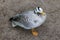 Grey duck with white head and black stripes top view. Goose on farm. Waterfowl isolated.