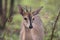 Grey Duiker