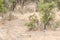 Grey Duiker in Kruger Park South Africa