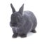 Grey dwarf fluffy rabbit. Isolated, white background