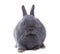 Grey dwarf funny rabbit. Isolated, white background