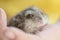 Grey dwarf hamster Gray Hamster macro, stands hairy, fur, stands