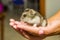 Grey dwarf hamster Gray macro, stands hairy, fur, ,