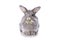 Grey dwarf rabbit