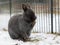 A grey dwarf rabbit cleaning its paw
