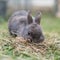 A grey dwarf rabbit searching for food