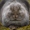 A grey dwarf rabbit taking a rest