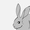Grey easter rabbit white background Animal