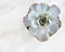 Grey Echeveria succulent on marble background